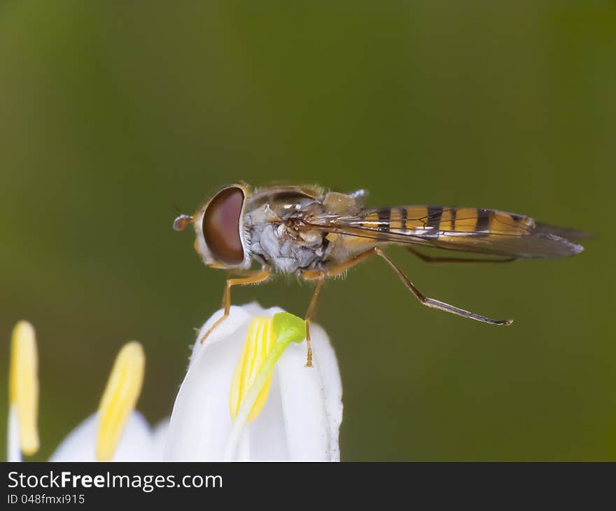 A close up photo of a hoverfly. A close up photo of a hoverfly