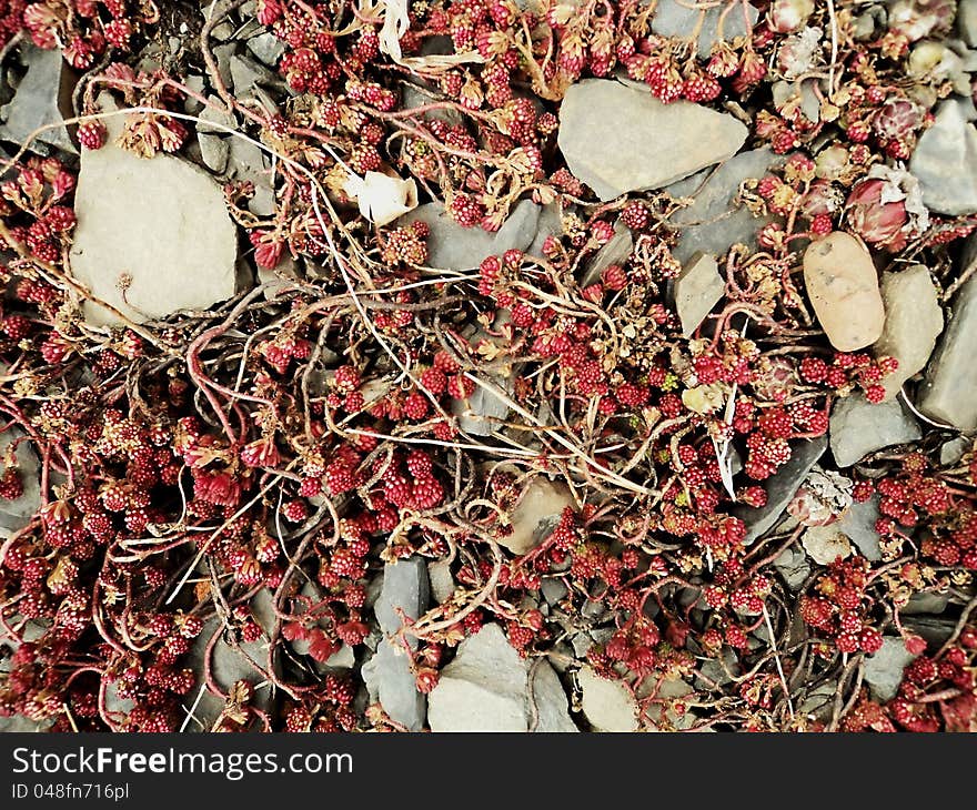 Red Sedum plant and stones texture. Red Sedum plant and stones texture