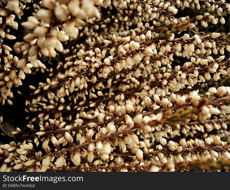 Texture of beige dry spring heather flower. Texture of beige dry spring heather flower