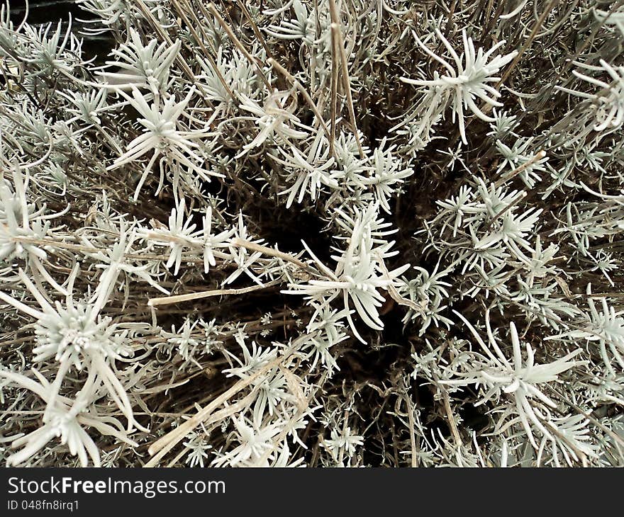 Lavender Texture