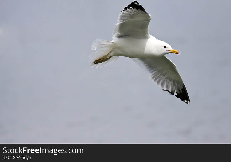 Sea Gull in Flight