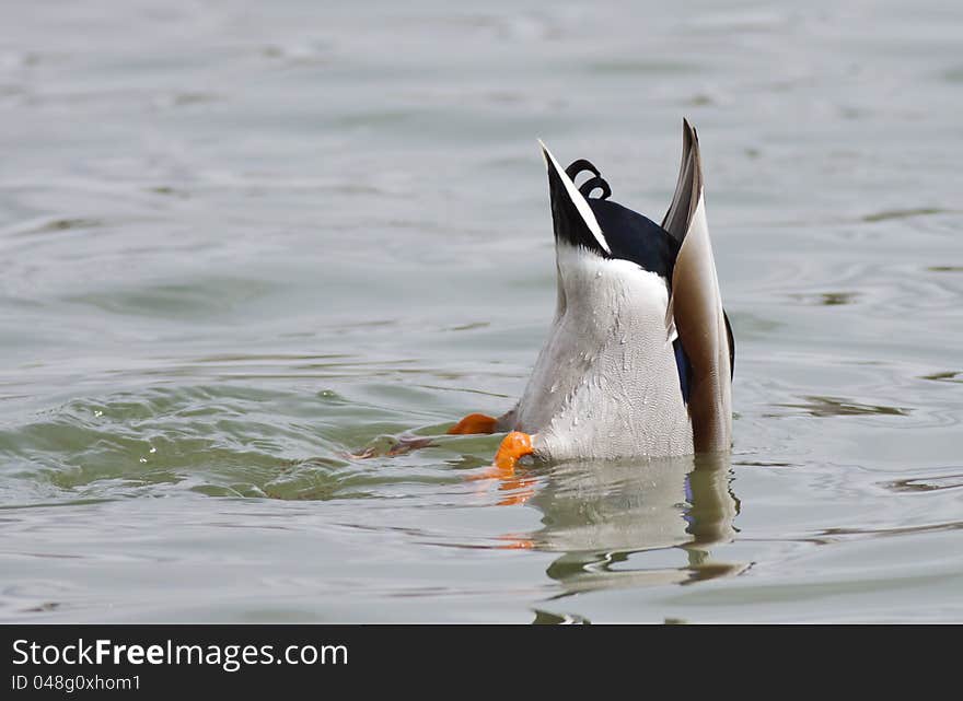 Mallard Duck Diving for Food, in the air.