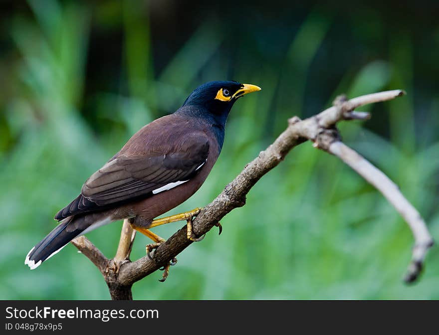 Common Myna