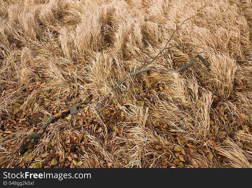 Detail of brown autumn grass with tree leaves and dry branch in the middle. Detail of brown autumn grass with tree leaves and dry branch in the middle