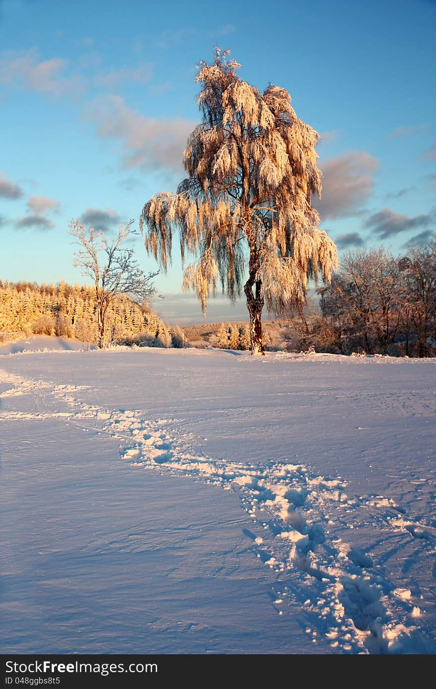 Birch in the setting sun, birch in snowy winter landscape, winter landscape of the Czech countryside, birch coated with snow, winter landscape with blue sky. Birch in the setting sun, birch in snowy winter landscape, winter landscape of the Czech countryside, birch coated with snow, winter landscape with blue sky