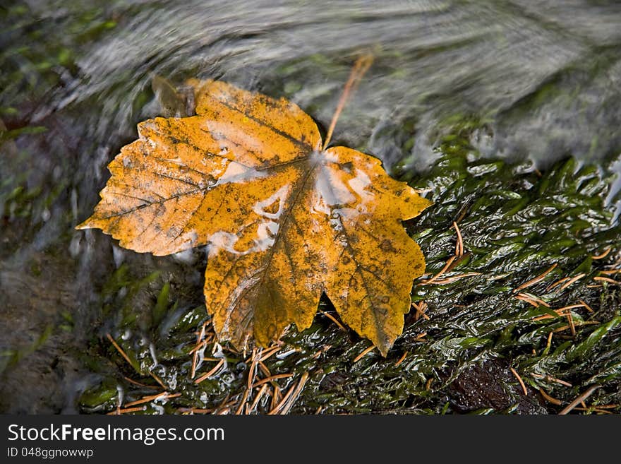 Yellow leaf in a stream, Flora Czech Republic, the green algae in the creek, the water flowing in the creek on a stone needles in algae in the creek. Yellow leaf in a stream, Flora Czech Republic, the green algae in the creek, the water flowing in the creek on a stone needles in algae in the creek