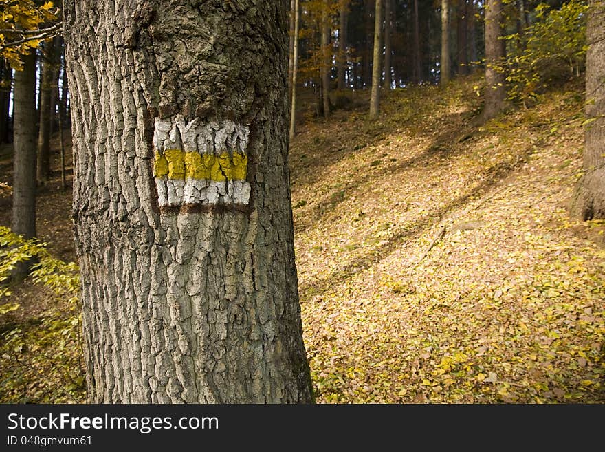 Yellow sign on the tree, forest-colored autumn color ways, hiking in the Czech Republic, deciduous tree trunk detail, yellow fallen leaves on the ground in the woods. Yellow sign on the tree, forest-colored autumn color ways, hiking in the Czech Republic, deciduous tree trunk detail, yellow fallen leaves on the ground in the woods