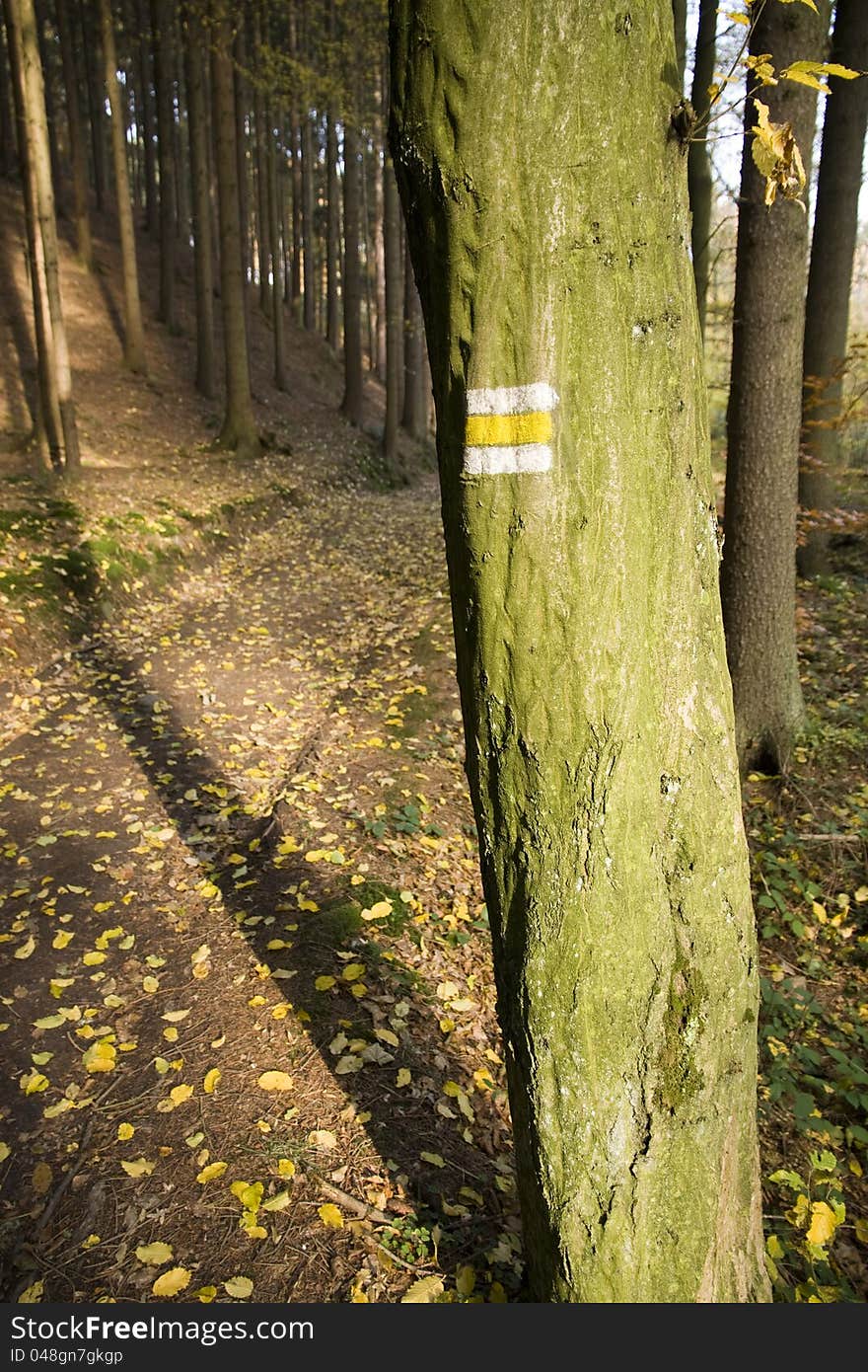 Tourist sign on a tree by the roadside, yellow fallen leaves on the road, fall in Czech forests, from the same time, the tree on a forest road, sunny autumn day in the woods. Tourist sign on a tree by the roadside, yellow fallen leaves on the road, fall in Czech forests, from the same time, the tree on a forest road, sunny autumn day in the woods