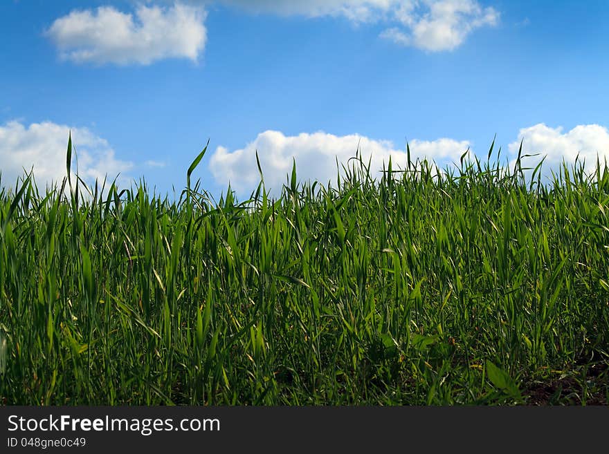 Idyllic greem wheat field and cloudy sky