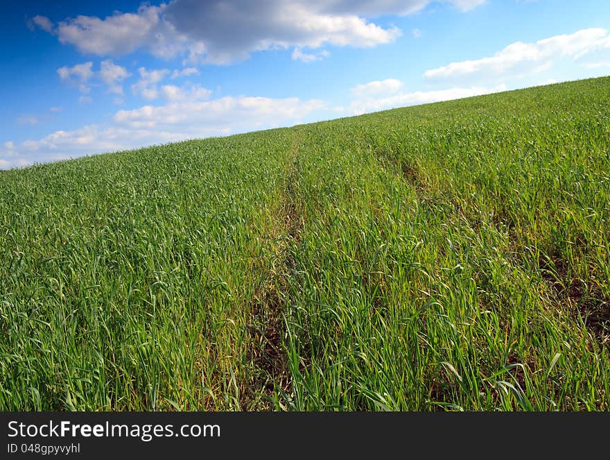 Idyllic greem wheat field and cloudy sky