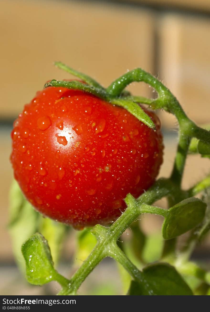 Fresh red tomato