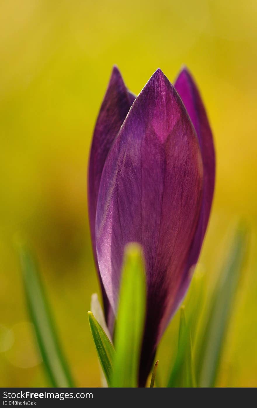 With the sunlight in the morning the crocus is opening the bloom. With the sunlight in the morning the crocus is opening the bloom.