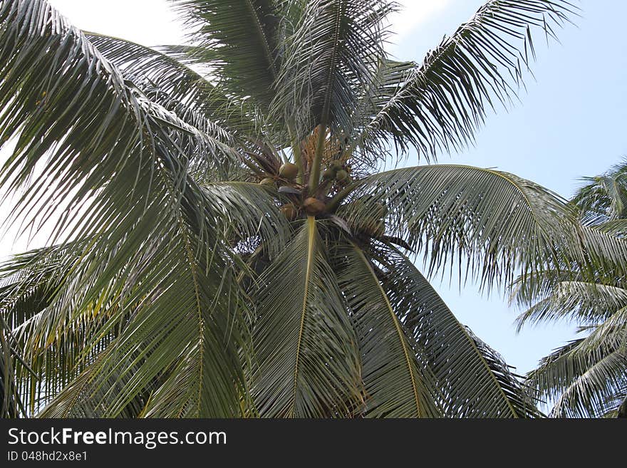 Coconut tree, Koh Samui, Thailand, Southeast Asia