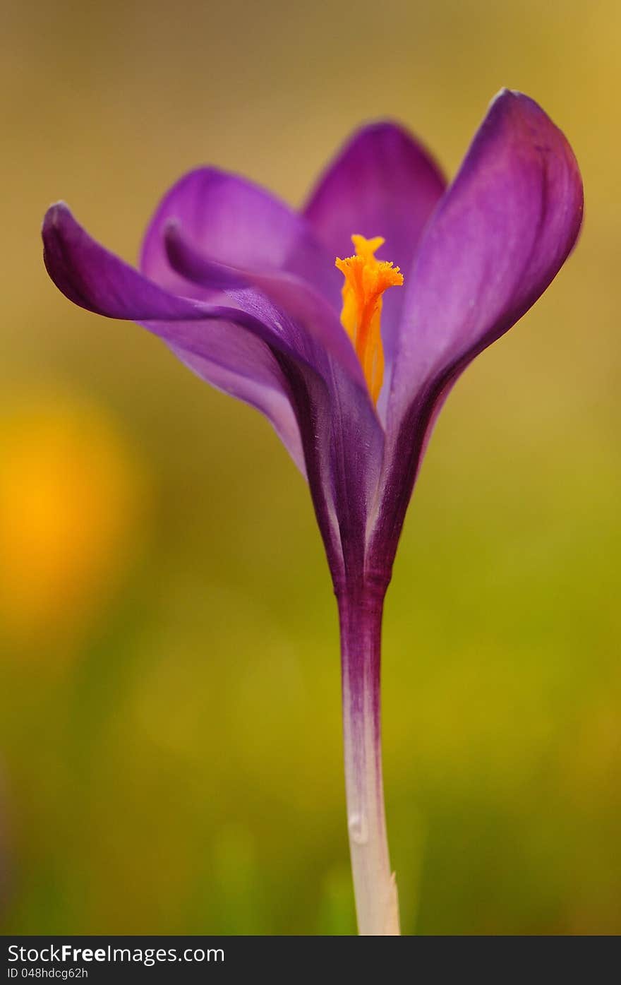 After a long winter this is one of the first flowers in the garden. After a long winter this is one of the first flowers in the garden.