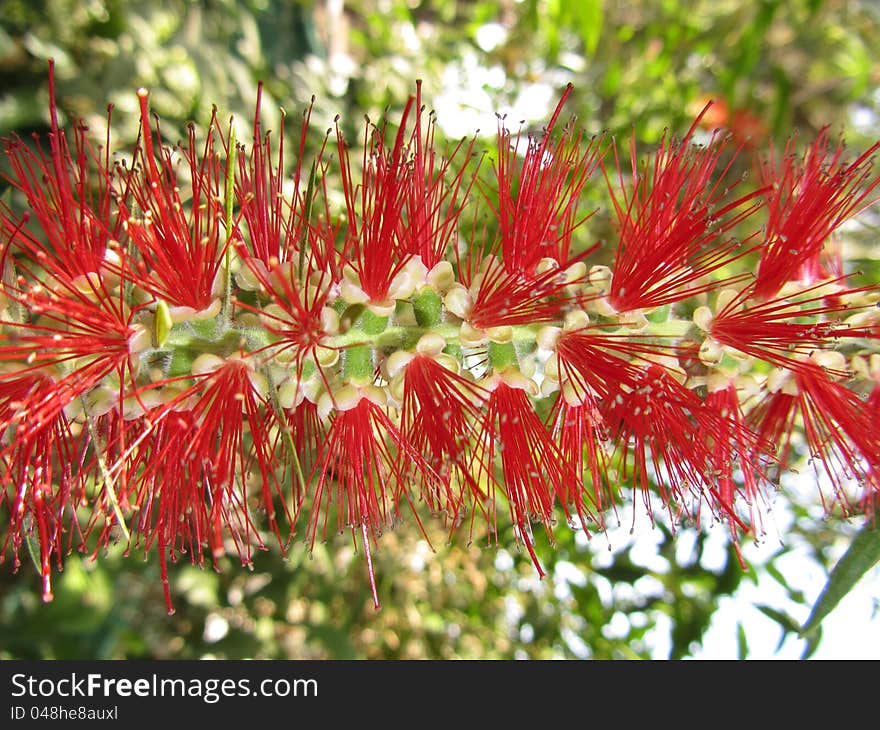 Aesthetic red bottle brush flower