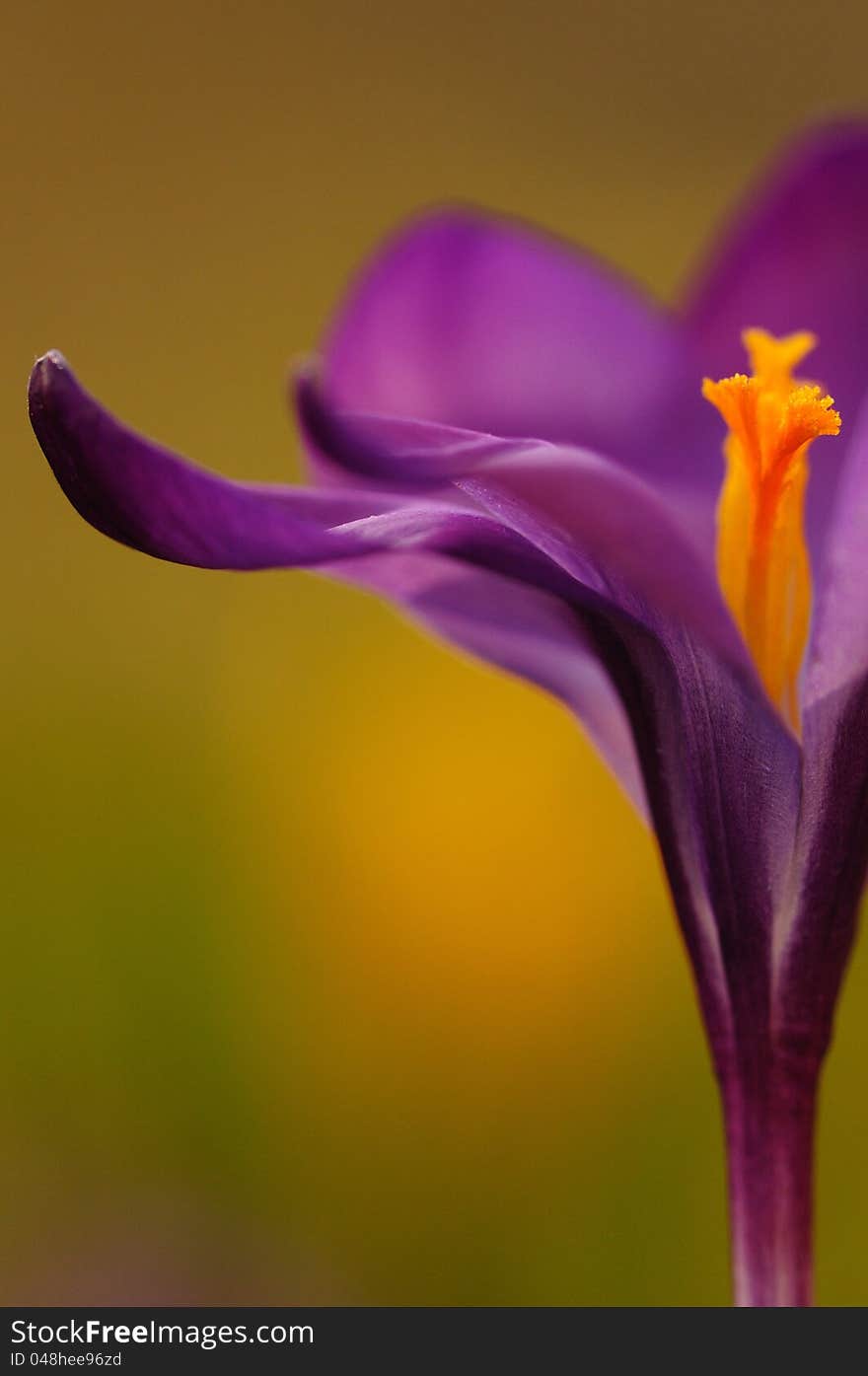 After a long winter this is one of the first flowers in the garden. After a long winter this is one of the first flowers in the garden.