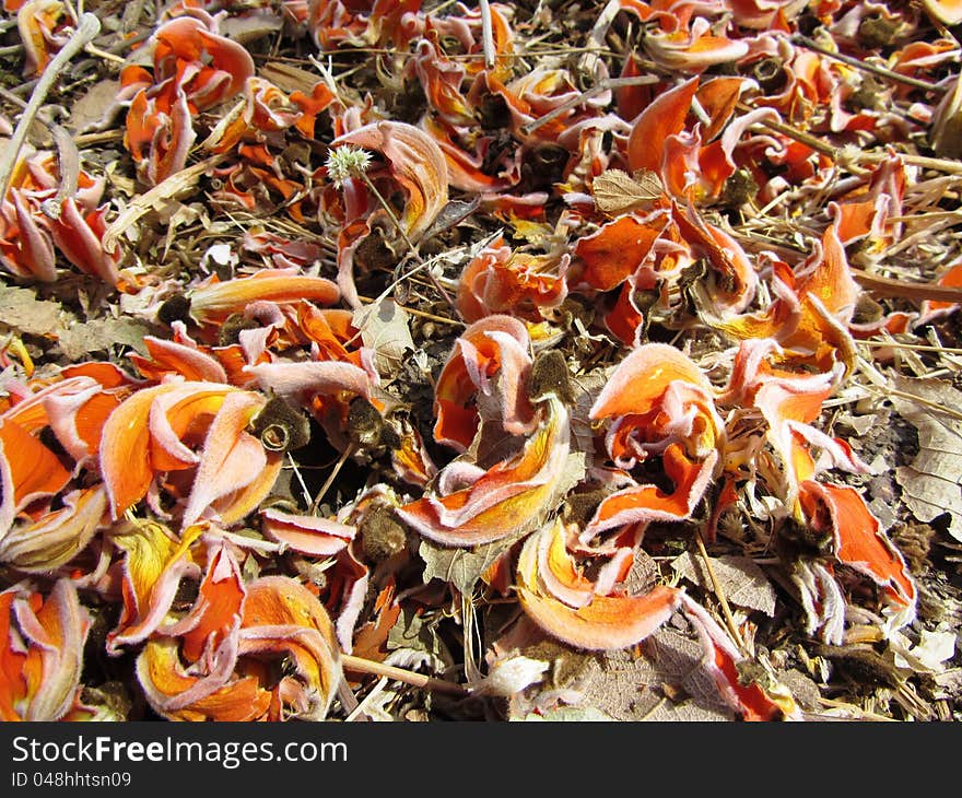 Flame of the forest flower, native to india