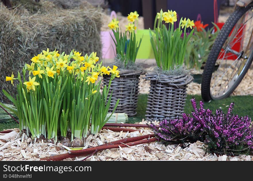 Early springtime ornamental garden detail with narcissus bulbs pot in to the nature basket. Early springtime ornamental garden detail with narcissus bulbs pot in to the nature basket