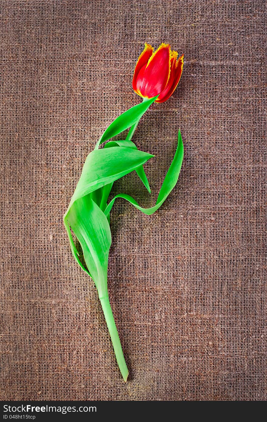 Spring tulip flower isolated on linen canvas background