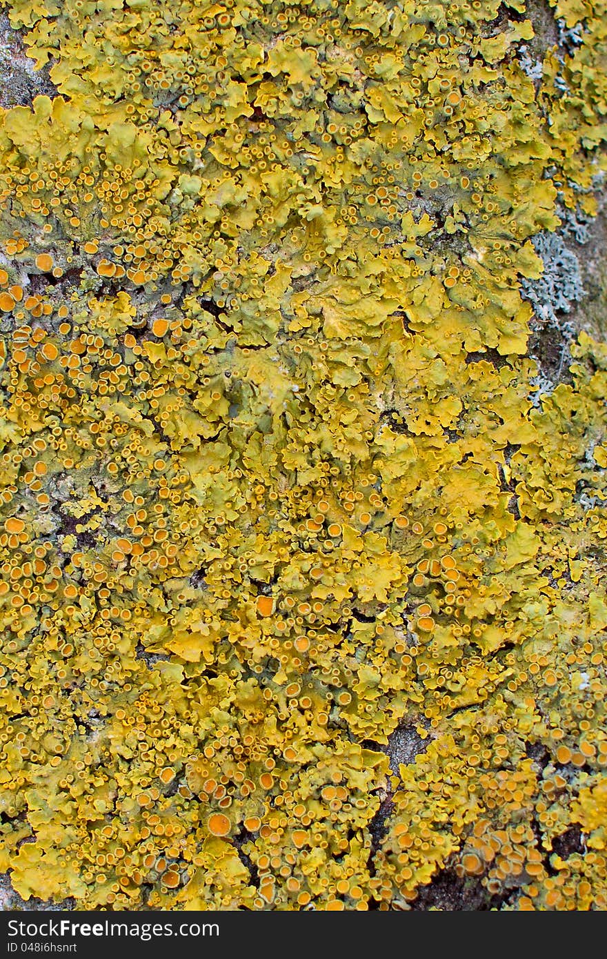 Xanthoria Polycarpa