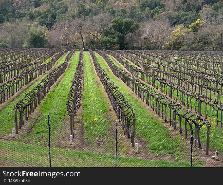 Vineyard At Springtime