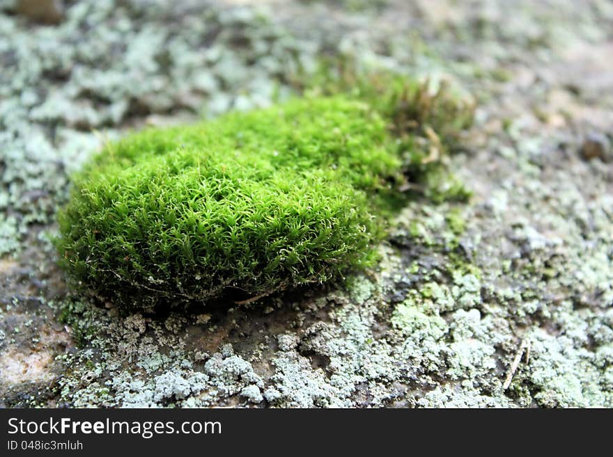 Moss