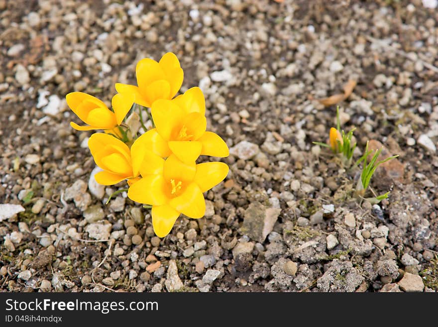 Yellow flower - Crocus &x28;Yellow Crocus&x29