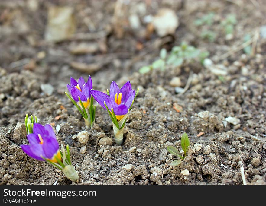 Purple Crocus