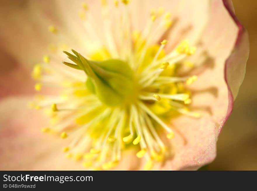 Hellebore flower