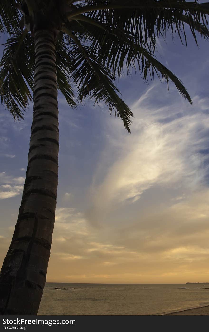 Palm tree stands tall against sunset sky. Palm tree stands tall against sunset sky