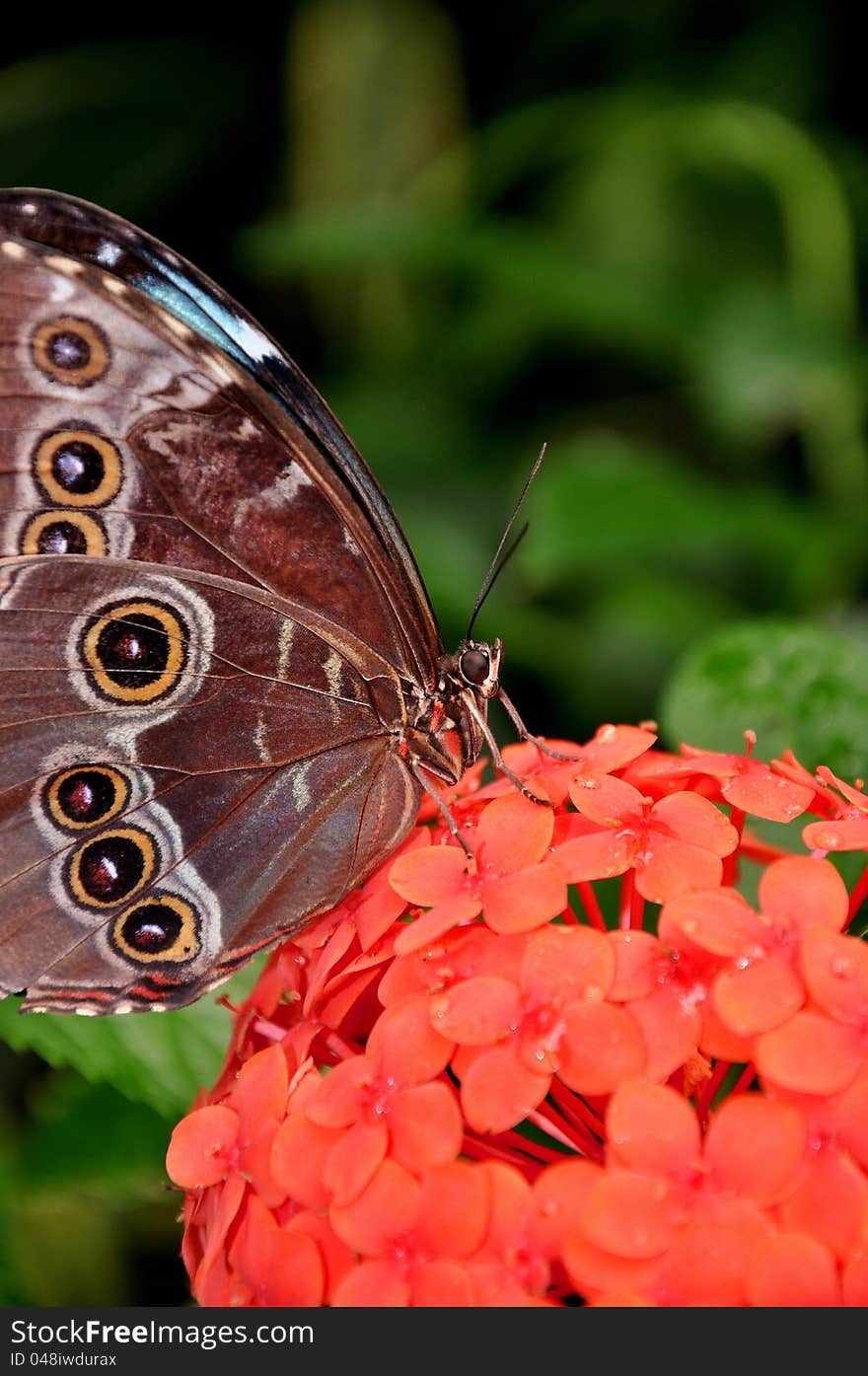 A pretty garden flower attracts a hungry butterfly,to its nectar. A pretty garden flower attracts a hungry butterfly,to its nectar.