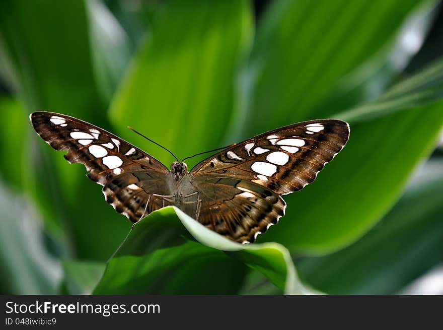 A closeup of a clipper butterfly in the garden as it surveys a plan of attack. A closeup of a clipper butterfly in the garden as it surveys a plan of attack.