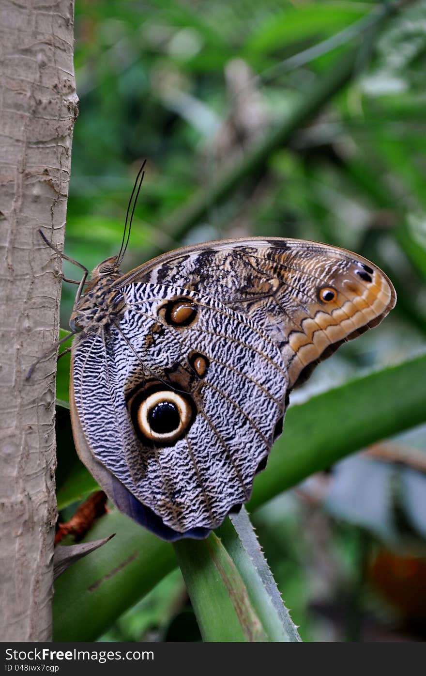 Cream Owl Butterfly,aka,Caligo memnon