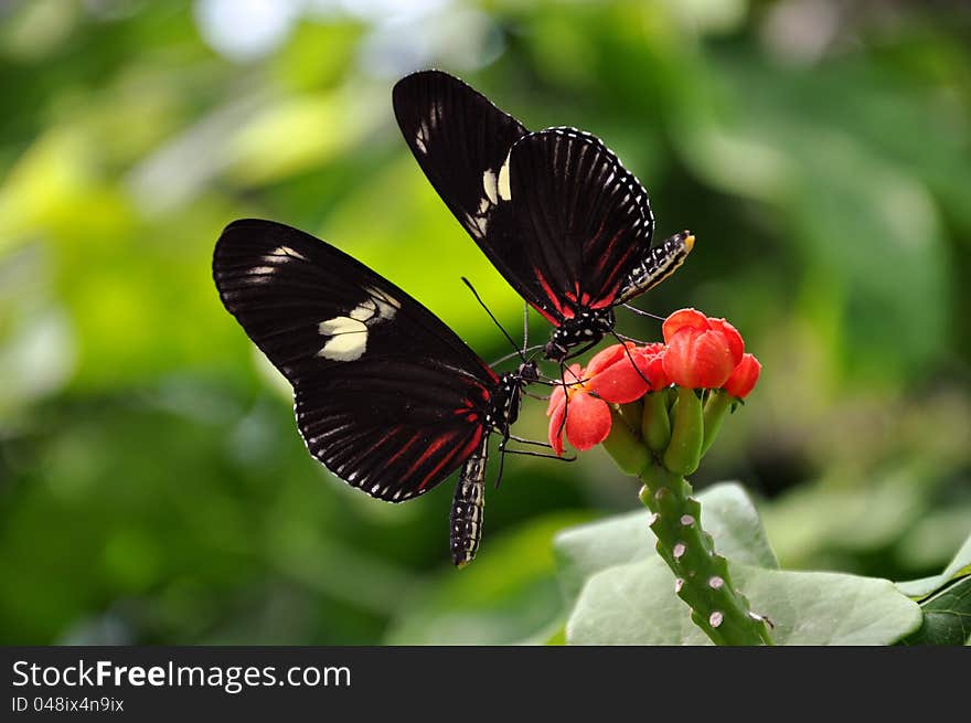 A nectar filled flower attracts a pair of butterflies to its table. A nectar filled flower attracts a pair of butterflies to its table.