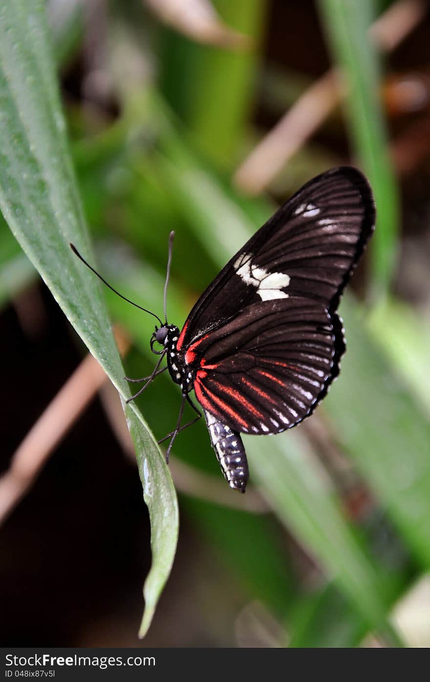 After a trying nectar filled day,a butterfly relaxes on a plant leaf. After a trying nectar filled day,a butterfly relaxes on a plant leaf.