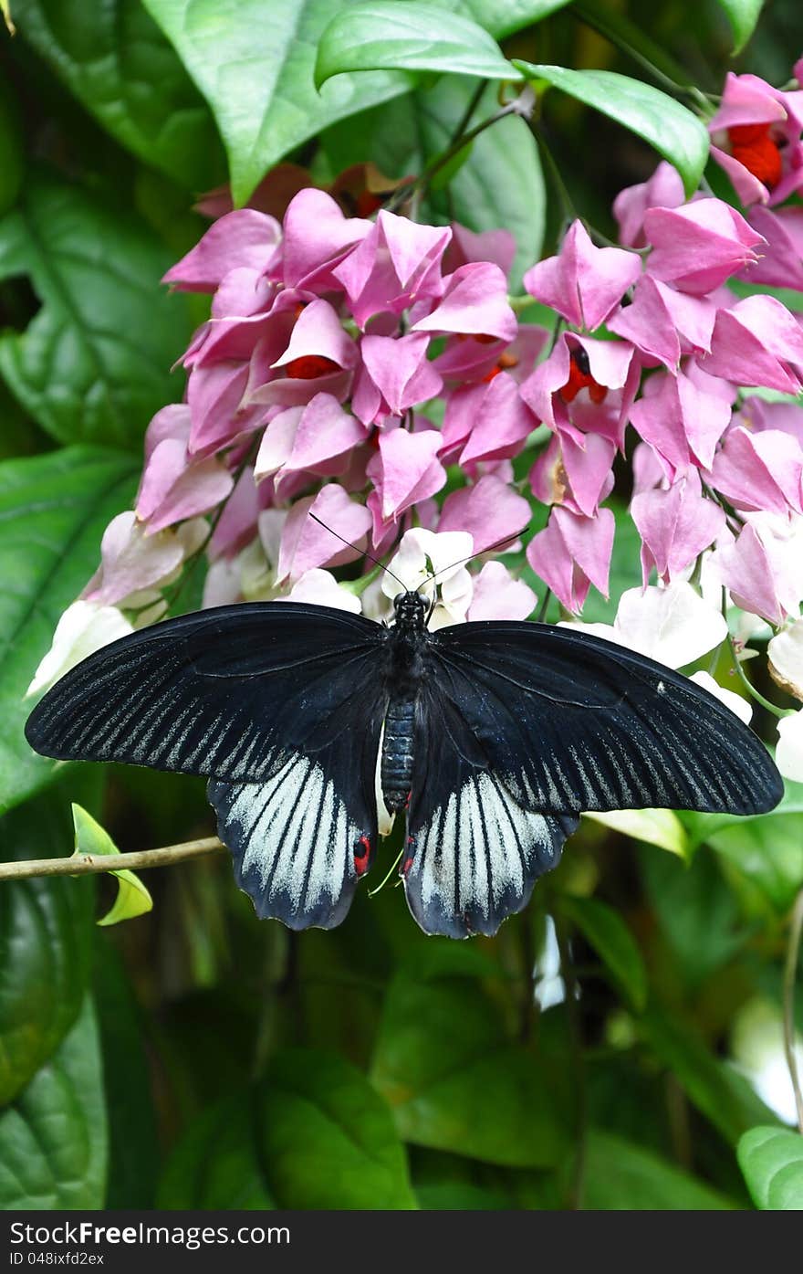 A pretty flowing plant attracks a hungry butterfly to its sweetness. A pretty flowing plant attracks a hungry butterfly to its sweetness.