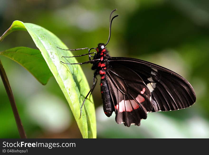 A butterfly balances on a plant leaf in the gardens. A butterfly balances on a plant leaf in the gardens.