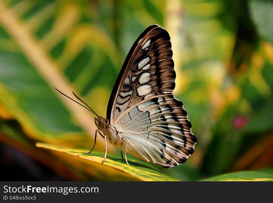 A Clipper butterfly stands as a sentinel to the garden entrance. A Clipper butterfly stands as a sentinel to the garden entrance.