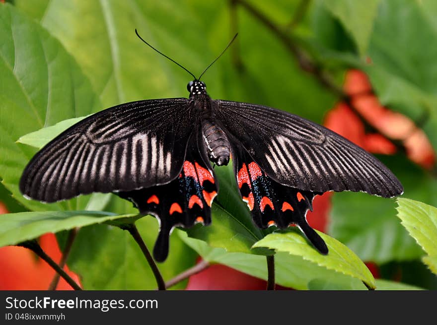 The female mormon butterfly struts its stuff in attracting a male butterfly. The female mormon butterfly struts its stuff in attracting a male butterfly.