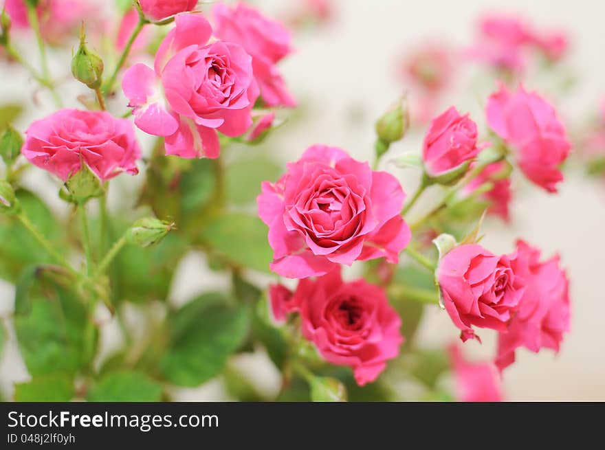 Bouquet of pink roses