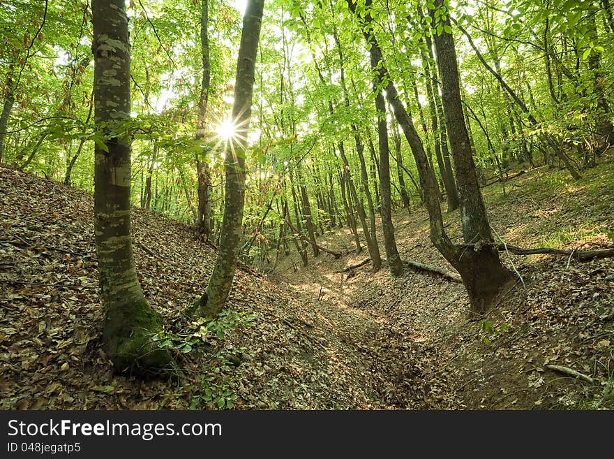 Beech and oak forest. Woodland scene