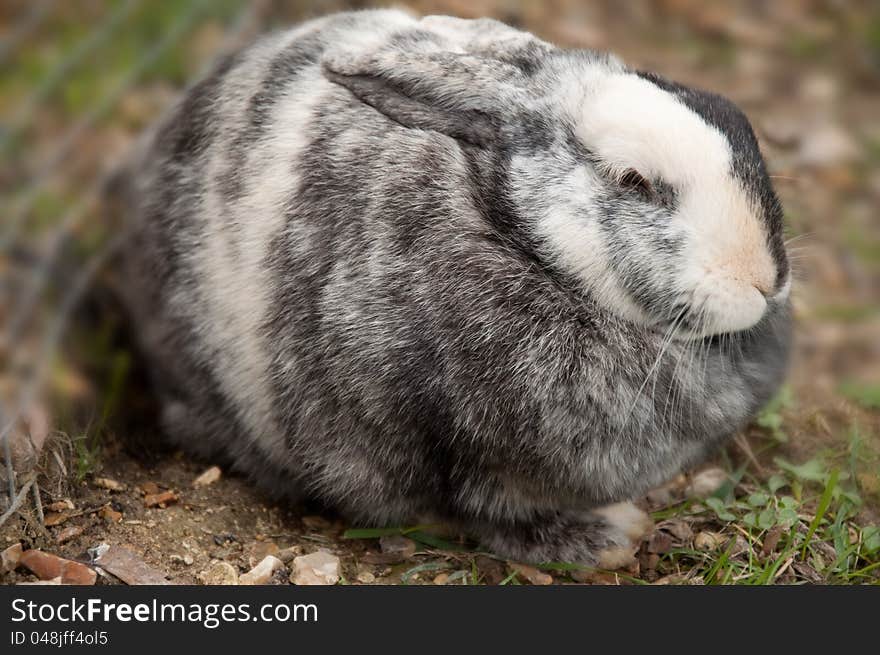 Easter bunny, white and grey, sitting on the grass