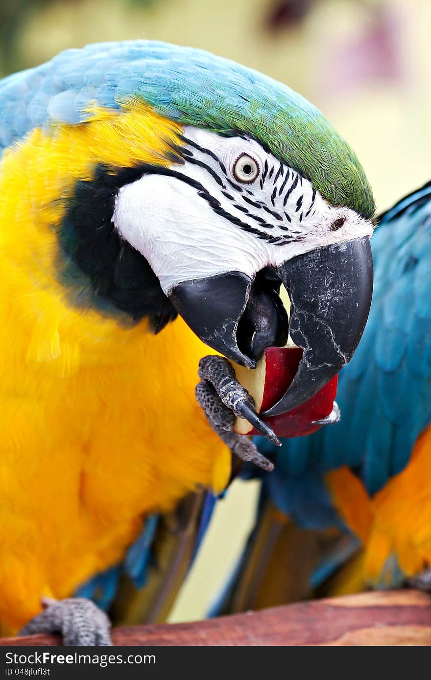 Macaw Eating Apple