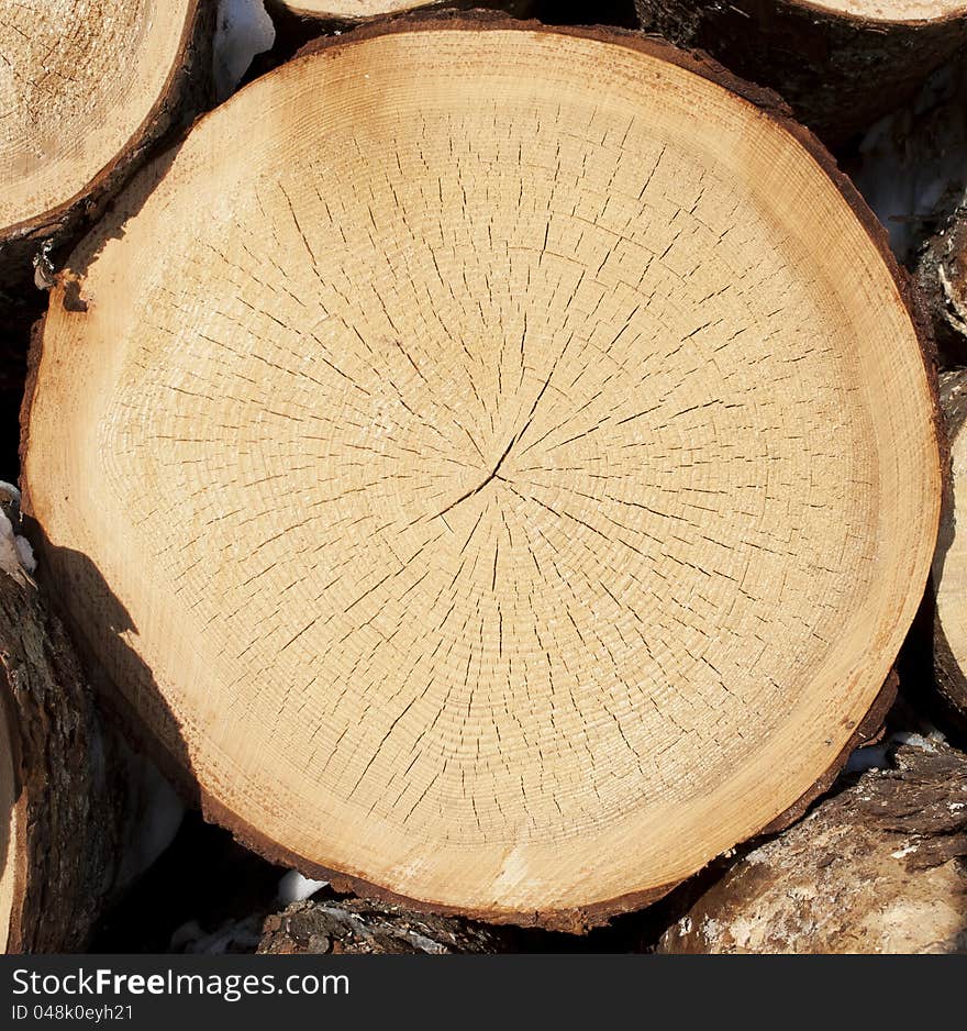 Stump of tree felled, section of the trunk with annual rings