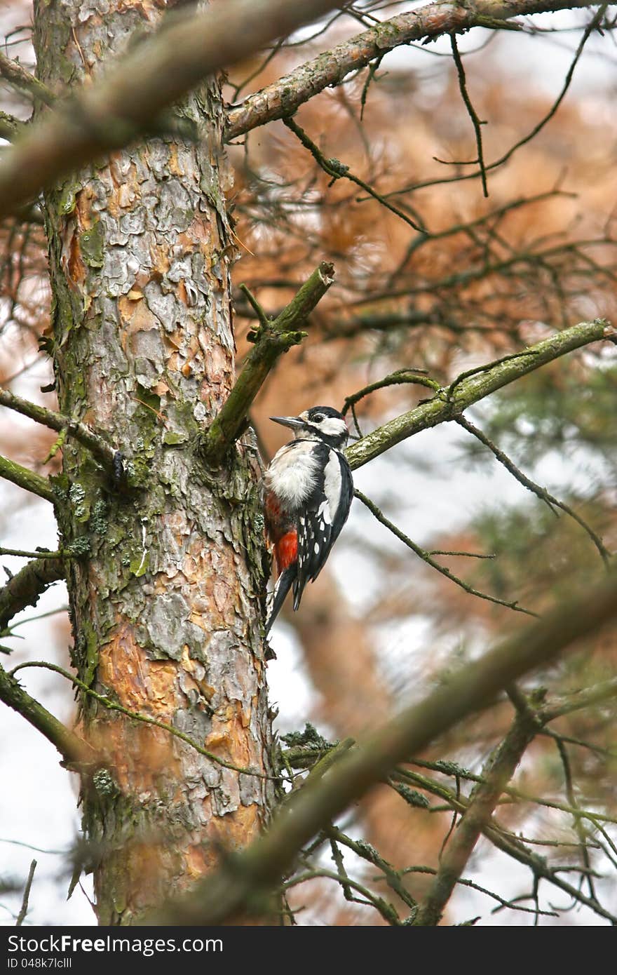 Woodpecker on pine trunk