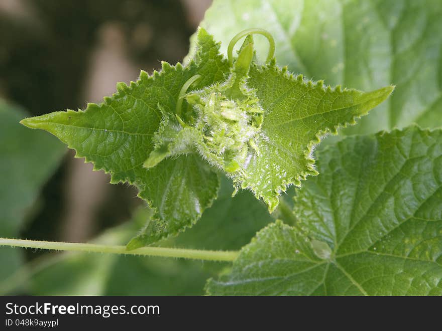 Green cucumber leaves in a vegetable garden. Green cucumber leaves in a vegetable garden