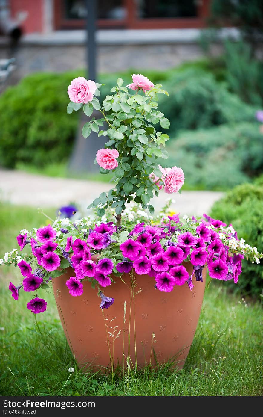 Picture a large pot with a magnificent rose and lush petunias