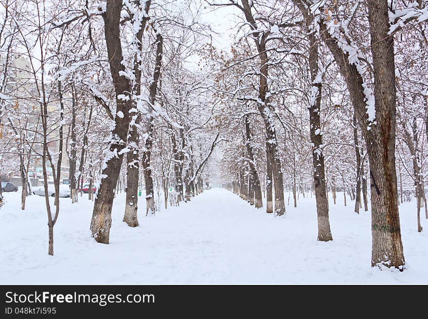 Winter  Landscape Park