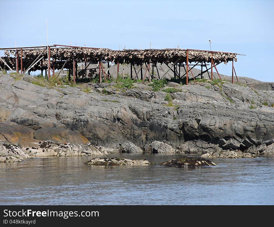 Thousands of dried fishes in Moskenes, Norway