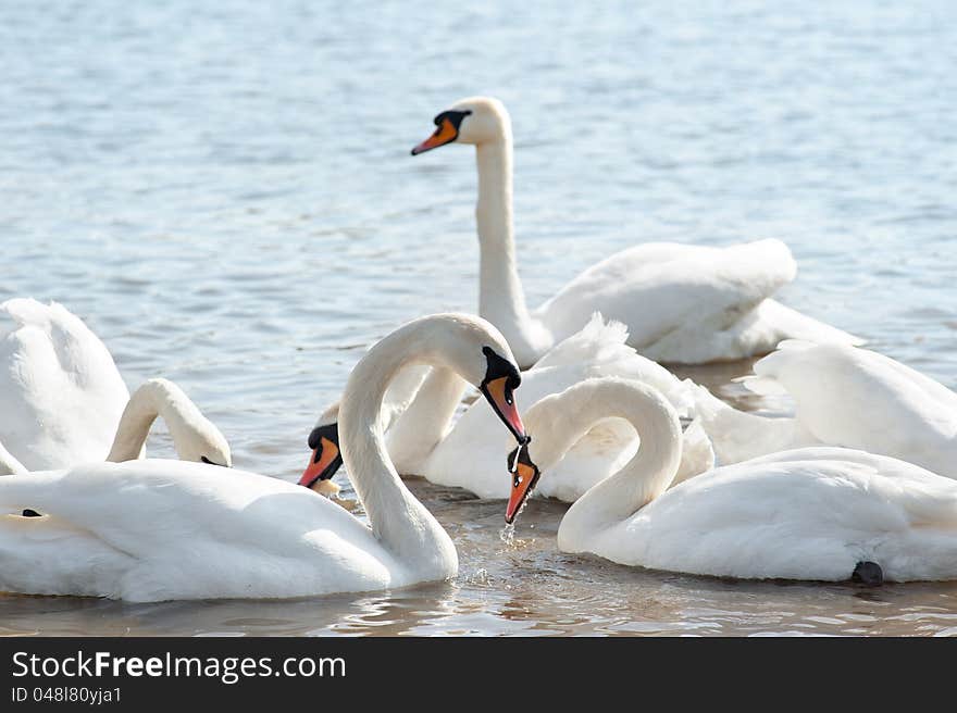 White swans floating on the water